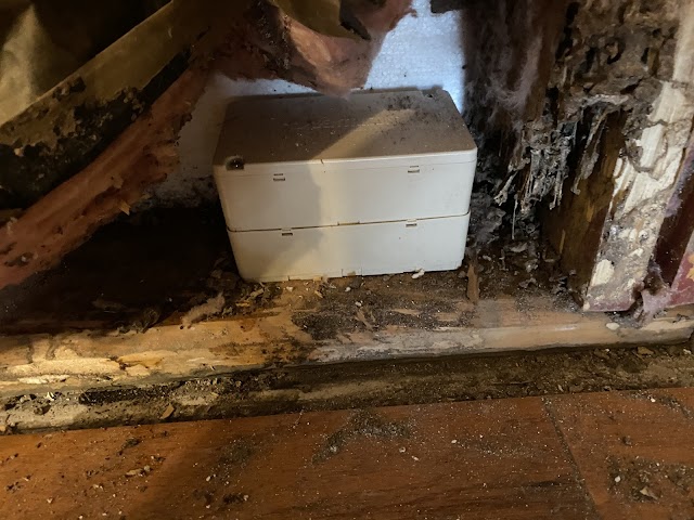 Ace Pest Control, Rodent Control in Amarillo
