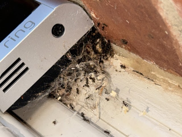 EnviroGuard Pest Control, Rodent Control in Amarillo
