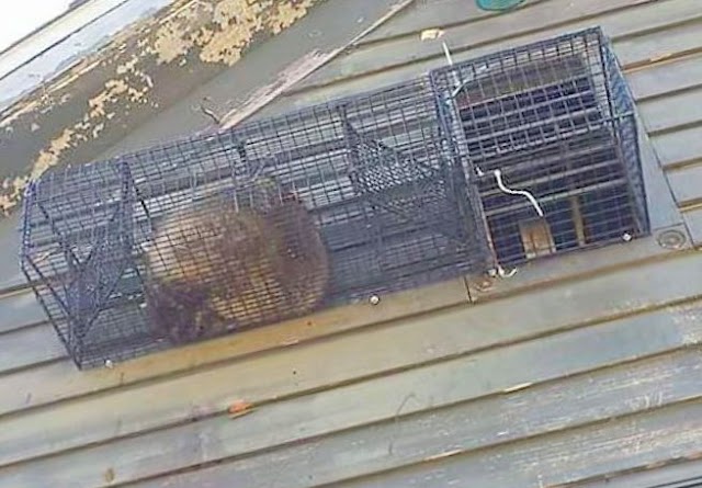 SurePest Control, Rodent Control in Amarillo