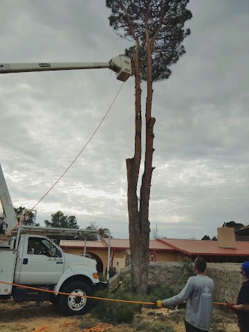 Joshua's Tree Service, Tree Removal in Las Cruces