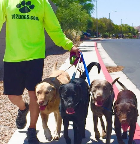 432 DOGS PERMIAN BASIN, Pet Boarding & Daycare in Odessa