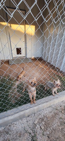 The Howliday Inn Dog Suites, Pet Boarding & Daycare in Odessa