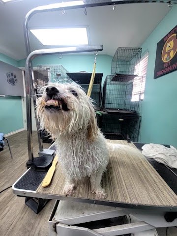 Marty's Pet Grooming, Pet Groomers in Odessa