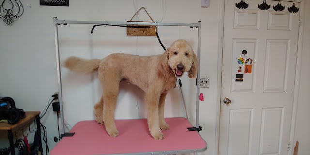 Star's V.I.P Grooming, Pet Groomers in Odessa