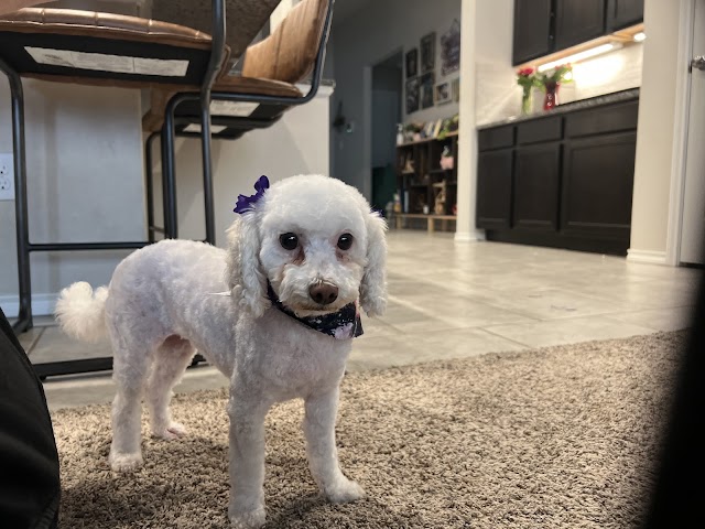 Town and Country Grooming, Pet Groomers in Odessa