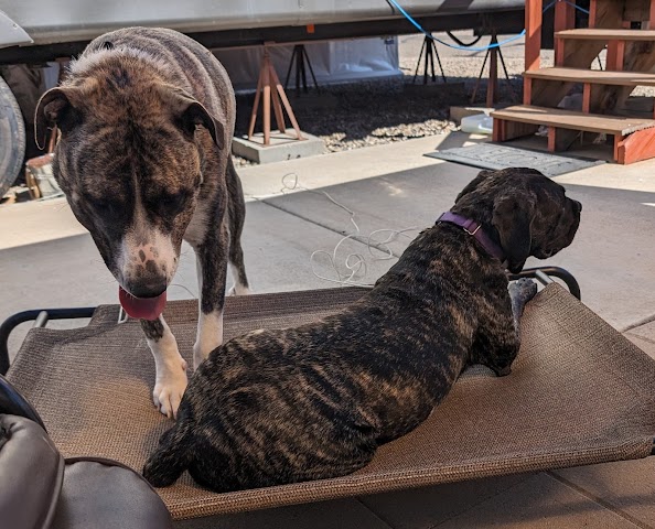 Paws & Claws Pet Grooming & Resort, Pet Boarding & Daycare in Yuma