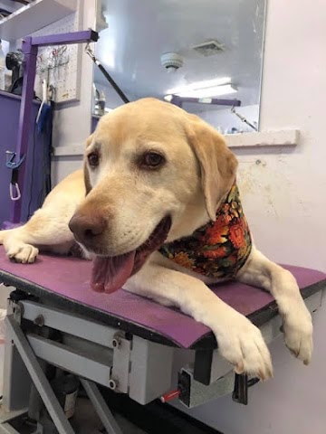 Waggin West, Pet Boarding & Daycare in Yuma