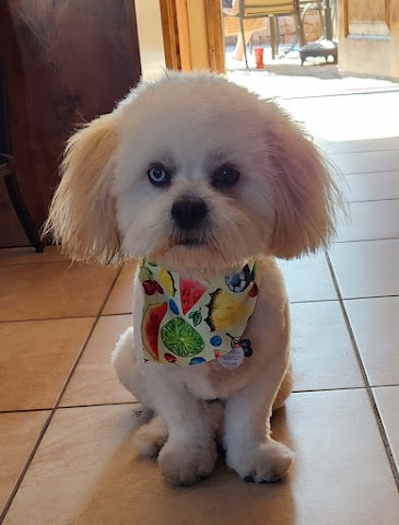 Shear Delight Pet Grooming, Pet Groomers in Yuma