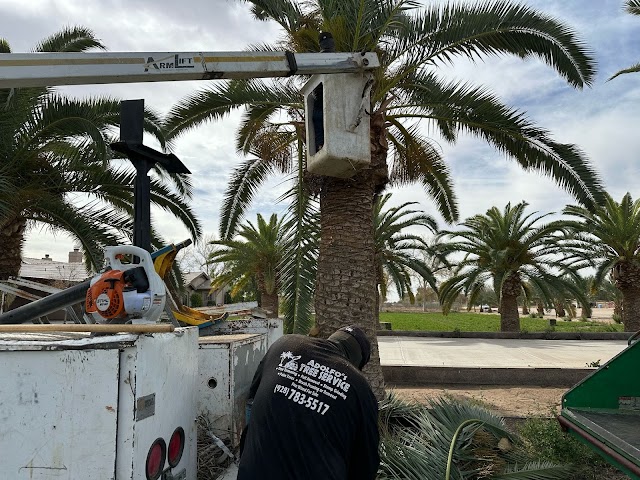 Adolfo's Tree Services, Tree Trimming & Pruning in Yuma