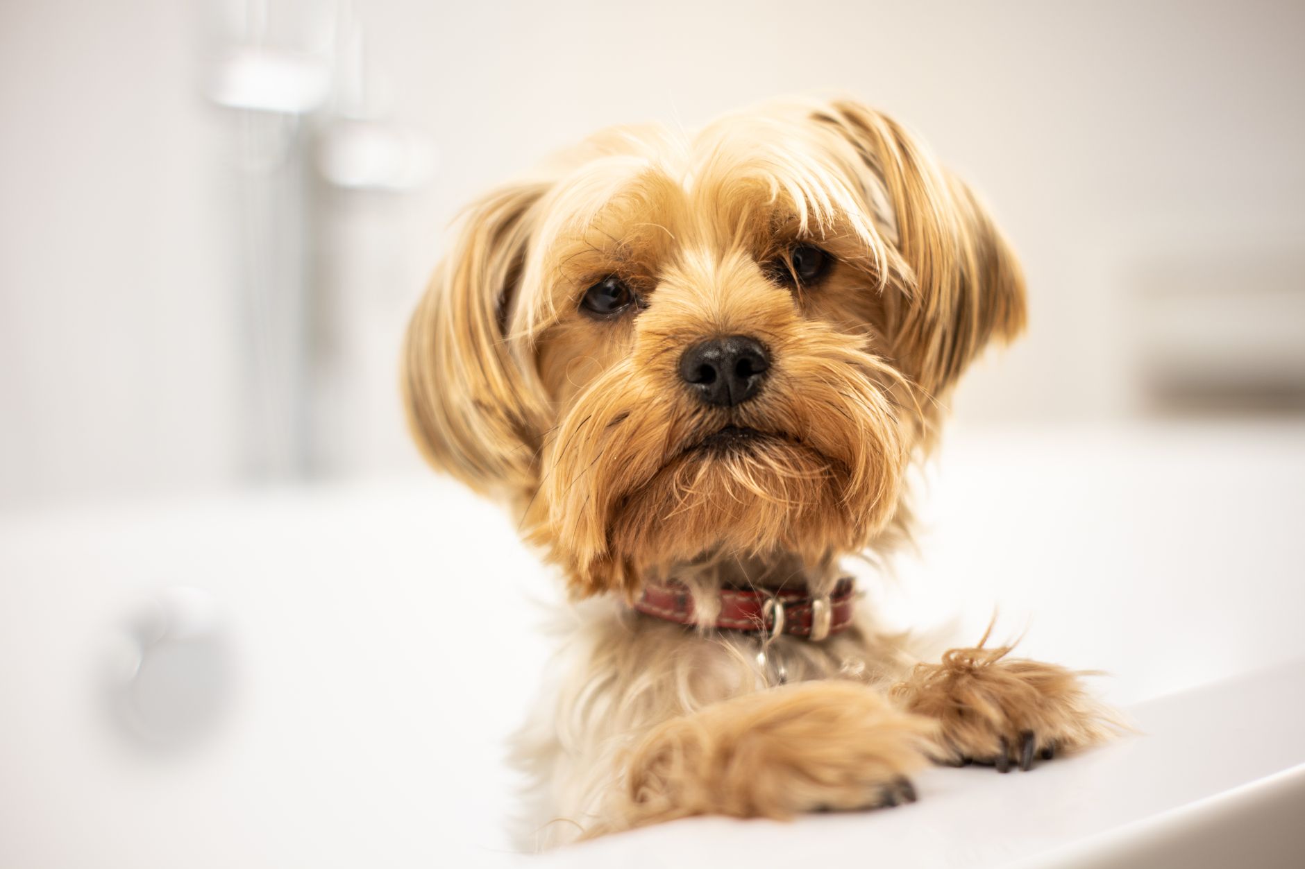 Pet Groomers in Yuma