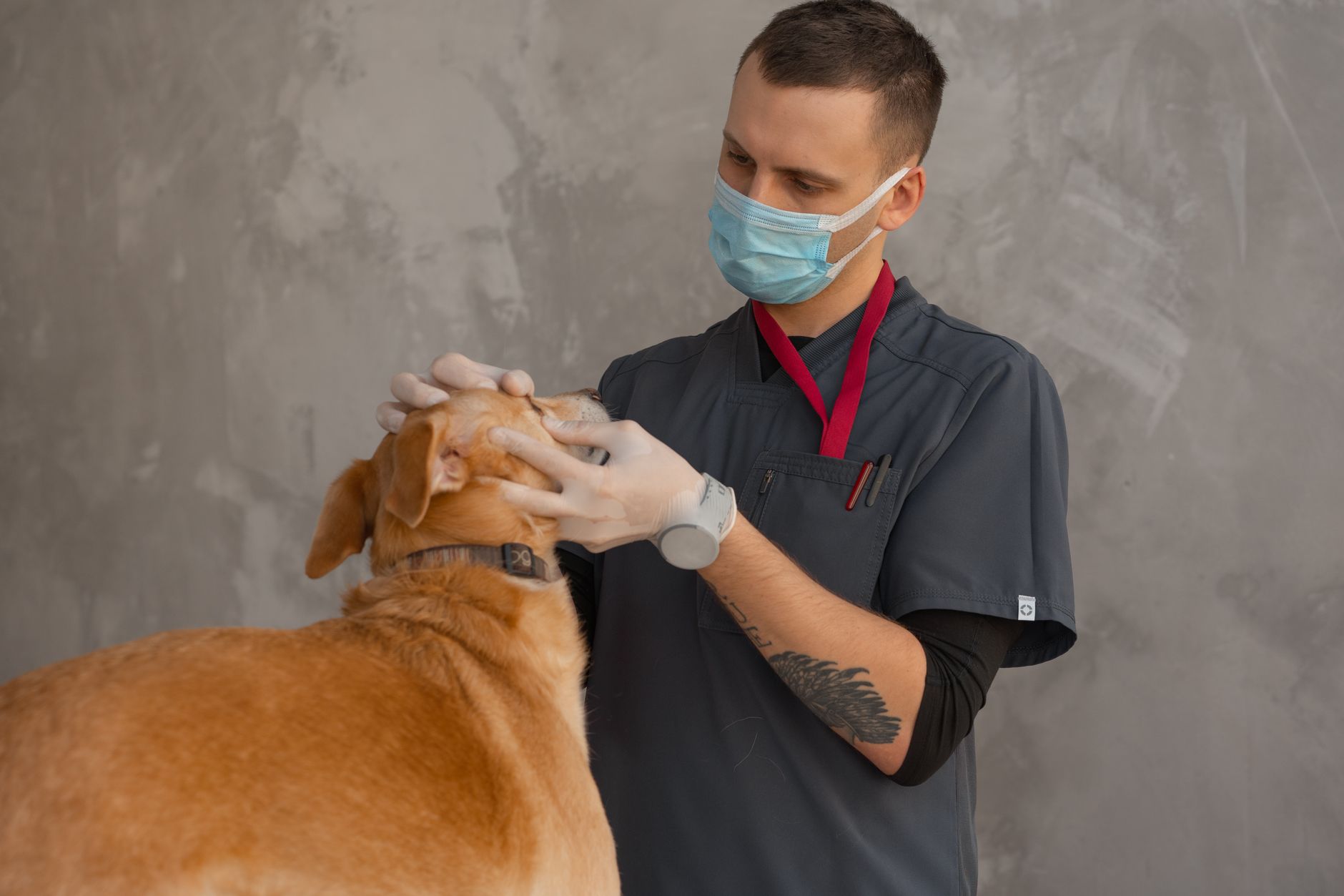 Veterinarians in Yuma